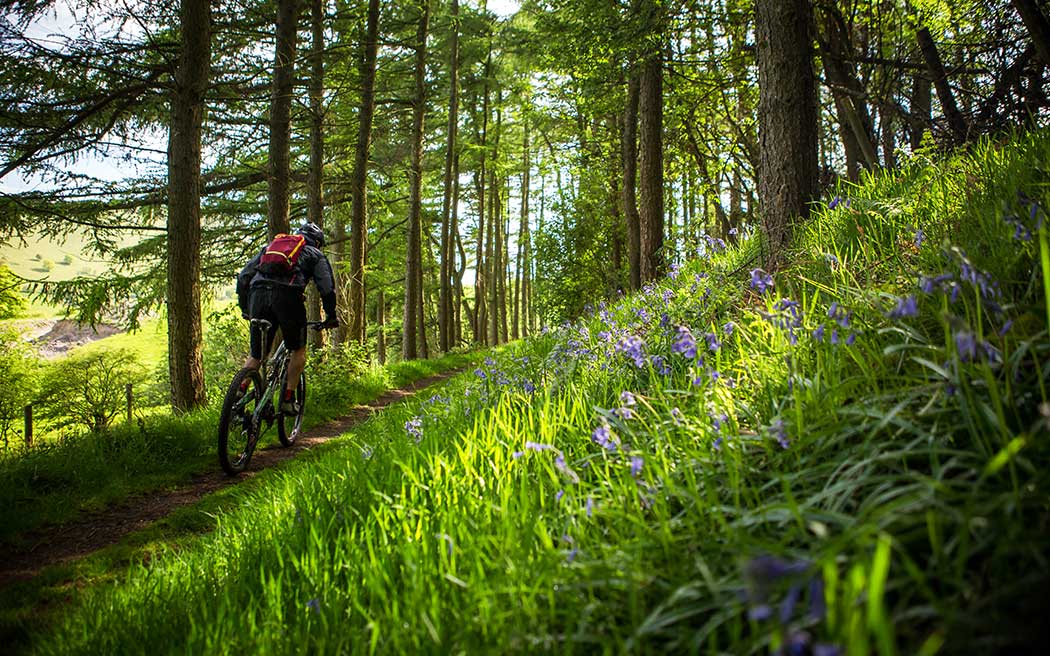 Cwmcarn - Mountain Bike WalesMountain Bike Wales